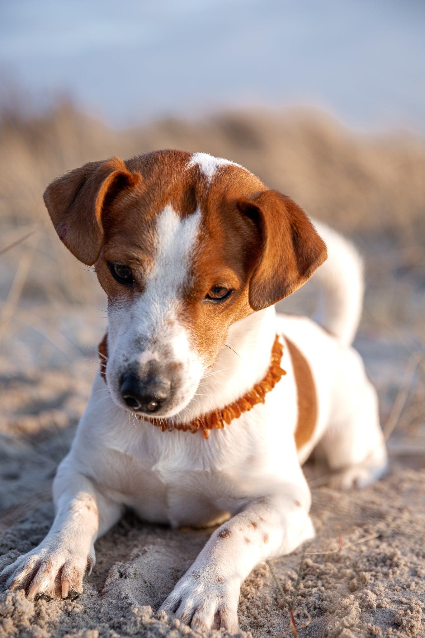 Amber Dog Collar 'Leather Strap'.Pet - Style - Jewelry