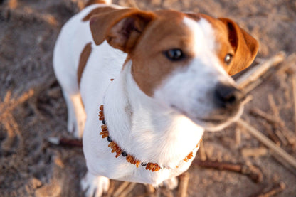 Baltic Amber and Lava Stones Collar for Dogs and Cats - Baltic Mystery | Amber Jewelry