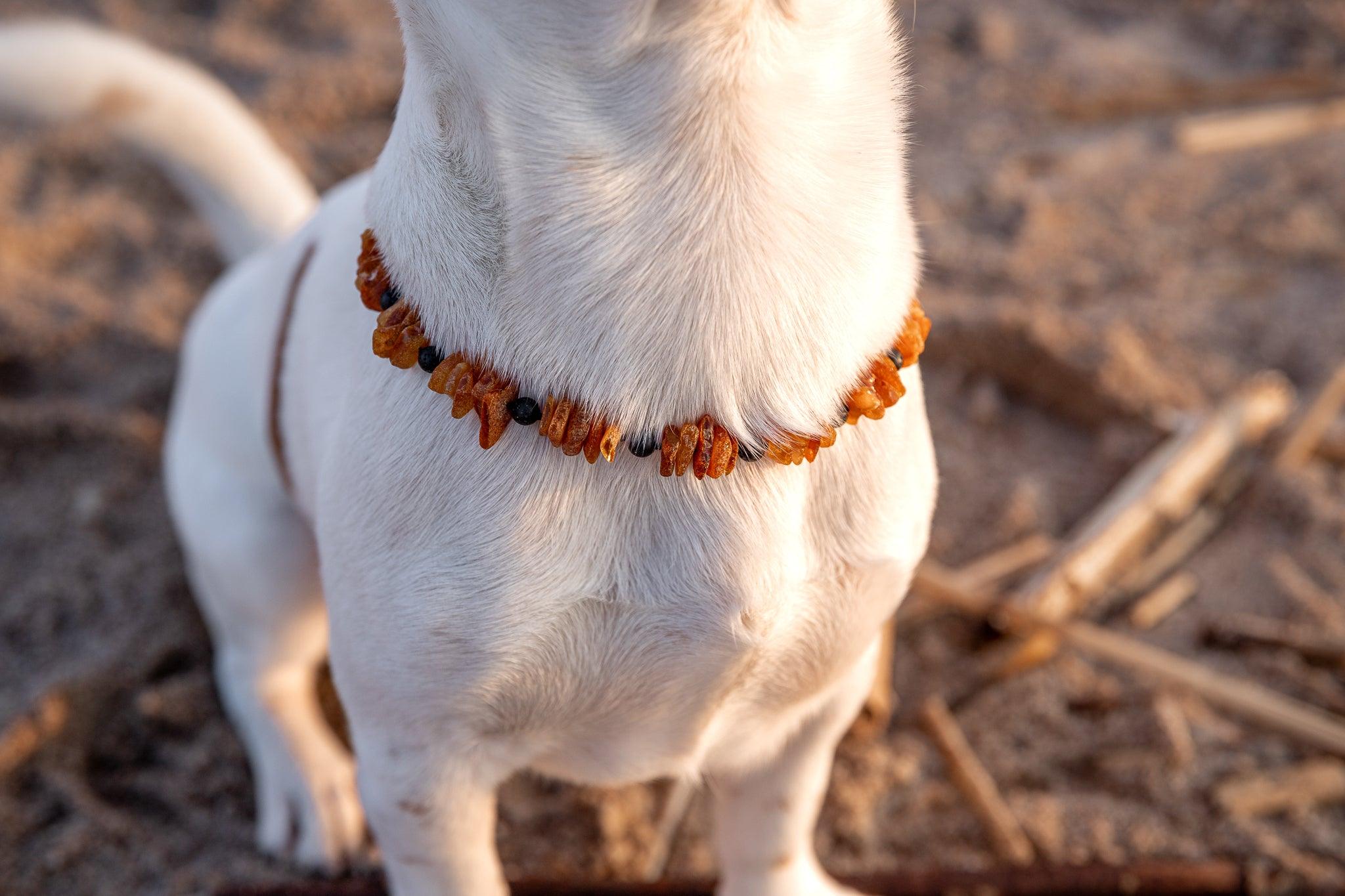 Baltic amber for dogs best sale