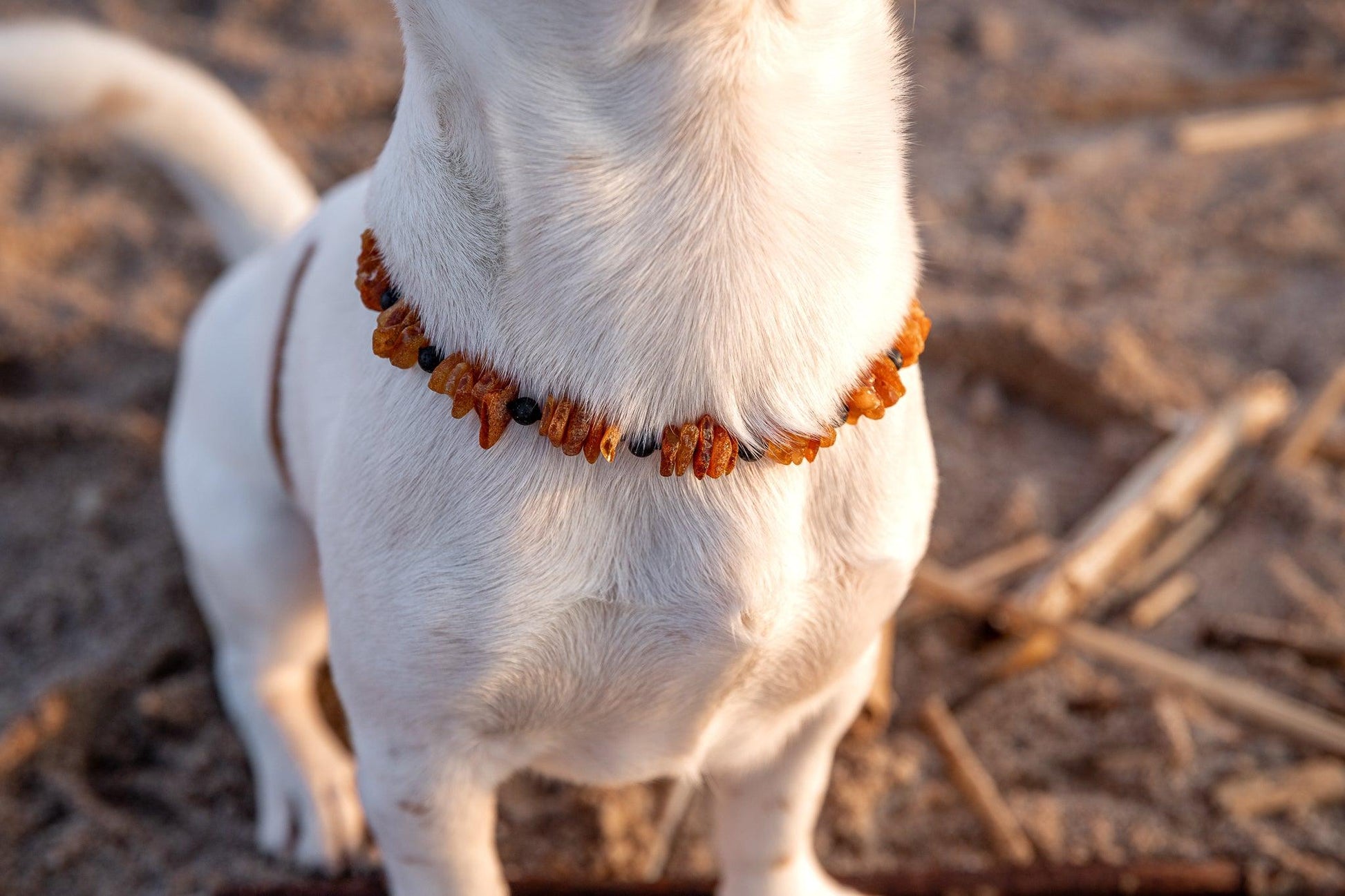 Baltic Amber and Lava Stones Collar for Dogs and Cats - Baltic Mystery | Amber Jewelry