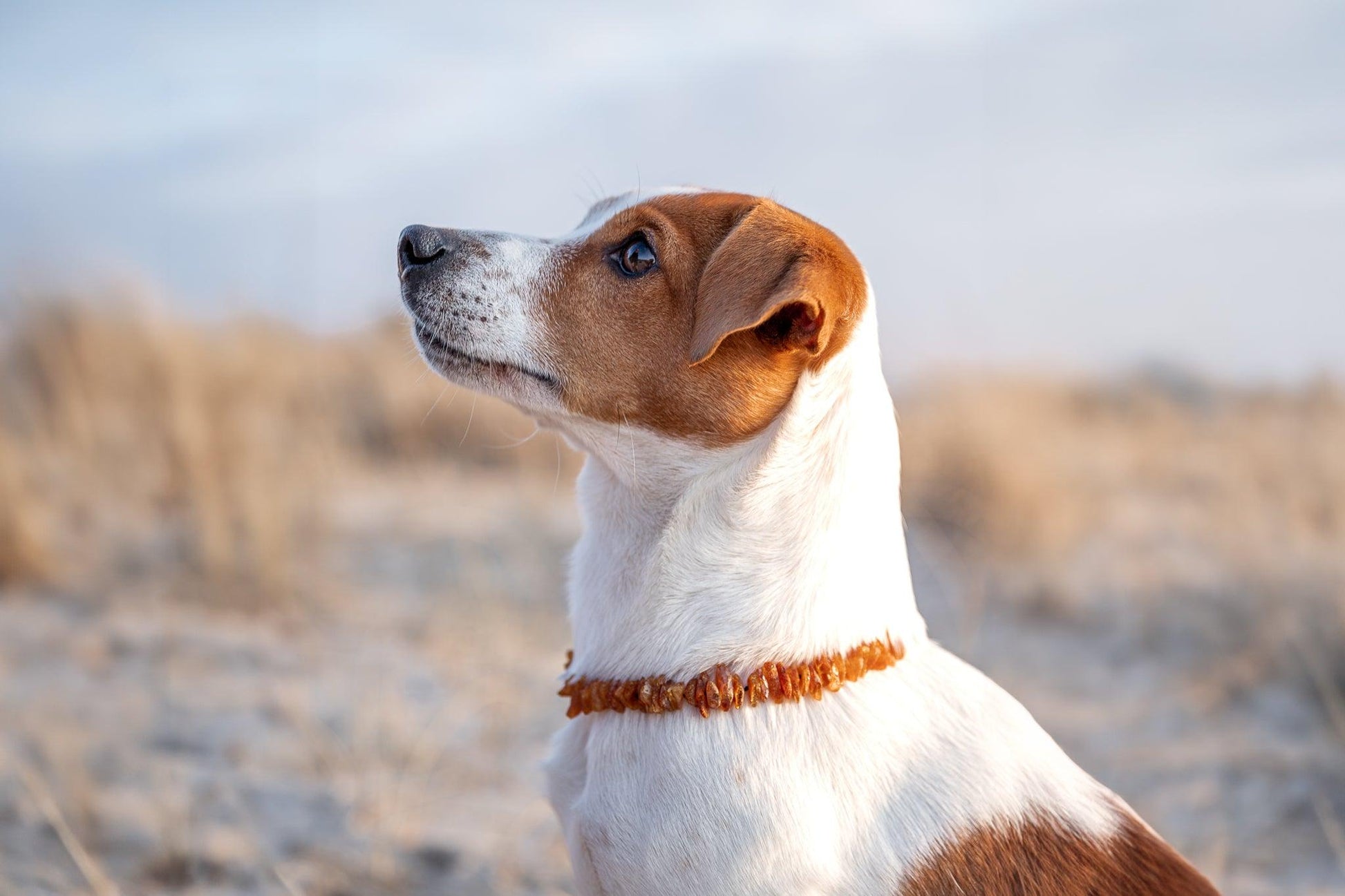 Amber Dog Collar 'Leather Strap'.Pet - Style - Jewelry