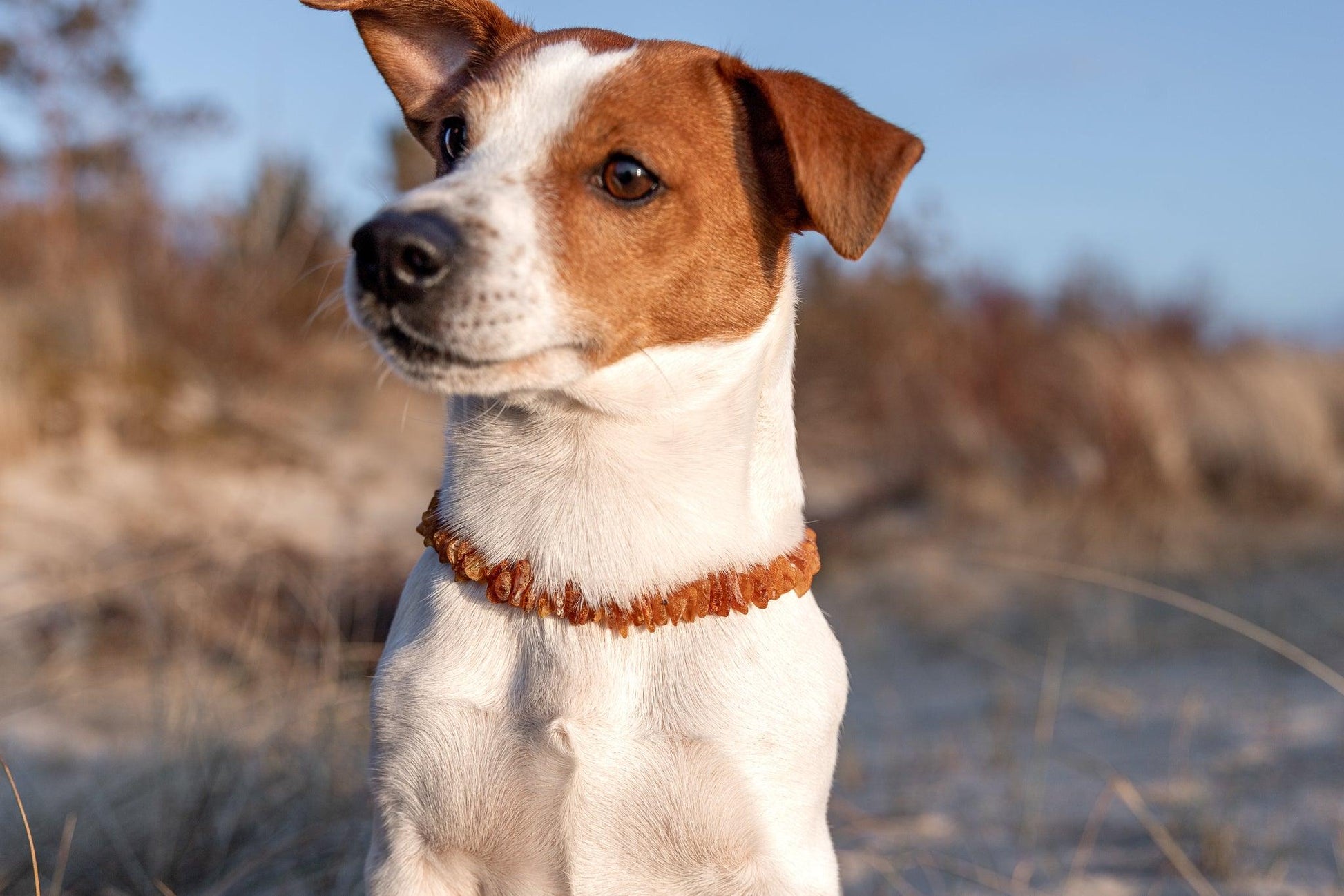 Amber Dog Collar 'Leather Strap'.Pet - Style - Jewelry